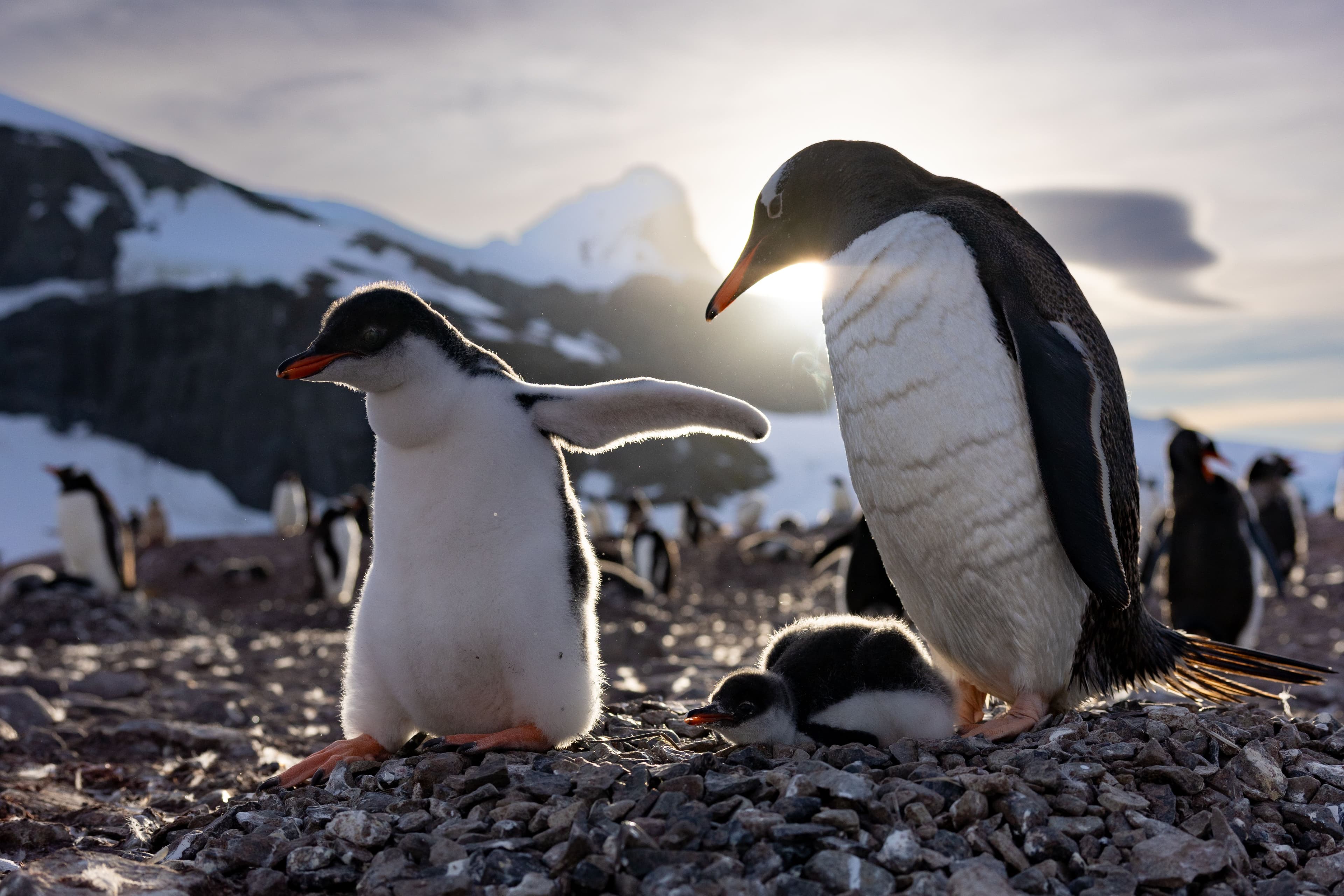 Secrets of the Penguins, National Geographic, Disney+, MCPR, Mark Collins PR, National Geographic PR agency, celebrity PR, entertainment PR, Media Brands PR, London Entertainment PR agency