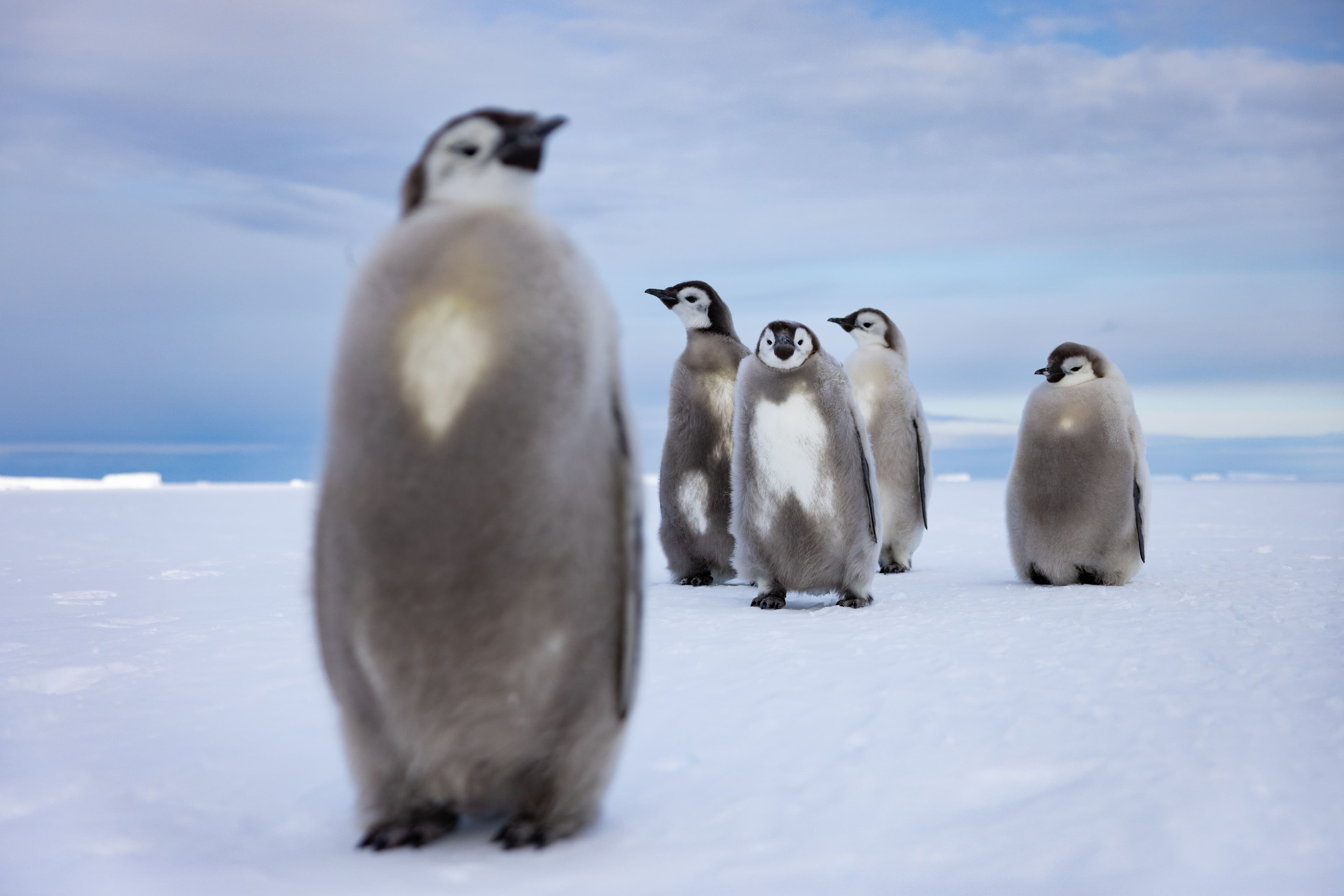 Secrets of the Penguins, National Geographic, Disney+, MCPR, Mark Collins PR, National Geographic PR agency, celebrity PR, entertainment PR, Media Brands PR, London Entertainment PR agency