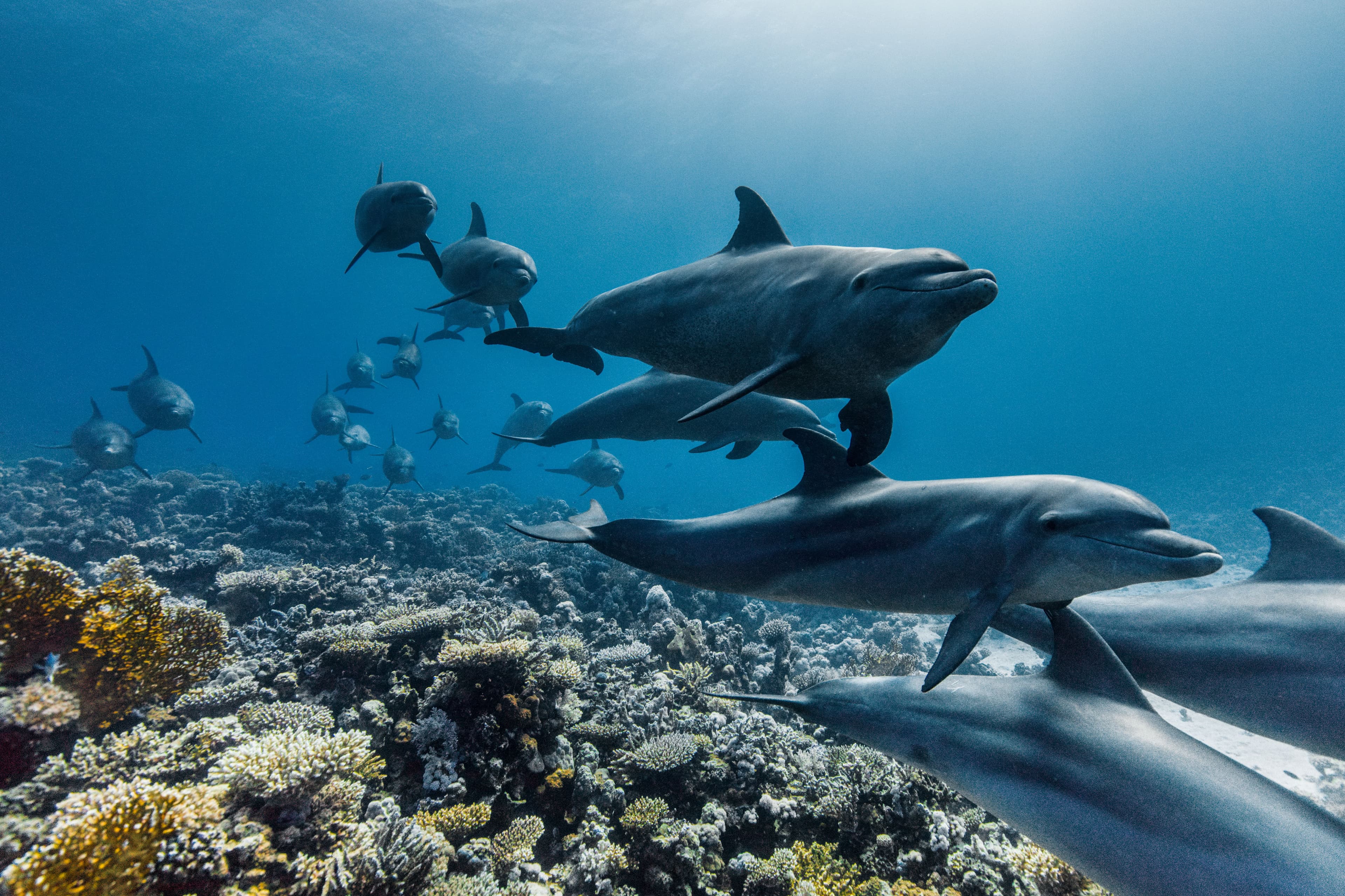 Ocean with David Attenborough, National Geographic, Disney+, MCPR, Mark Collins PR, National Geographic PR agency, celebrity PR, entertainment PR, Media Brands PR, London Entertainment PR agency