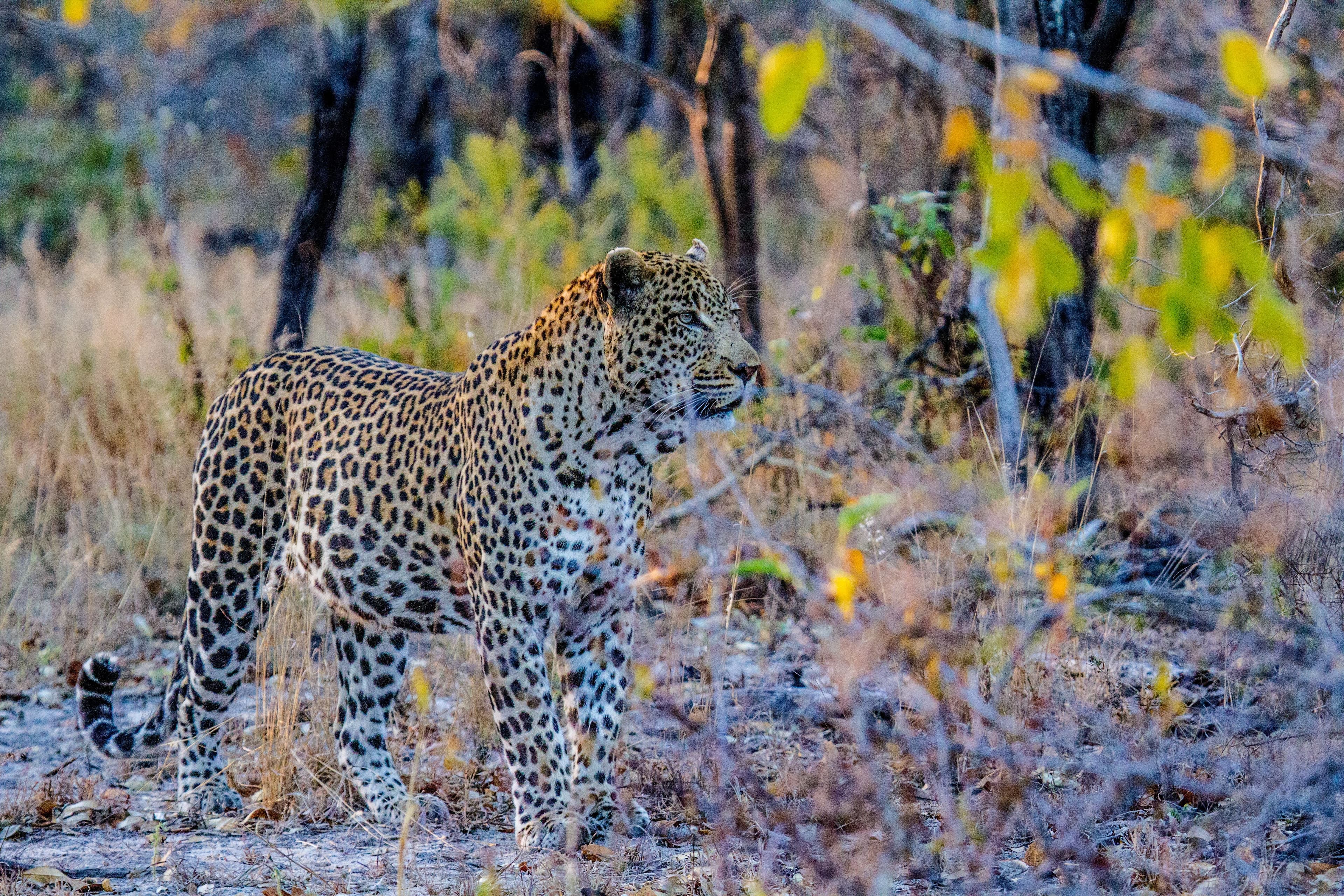 WildEarth launch on Freeview Channel 91, MCPR, entertainment PR, celebrity PR, media brands PR