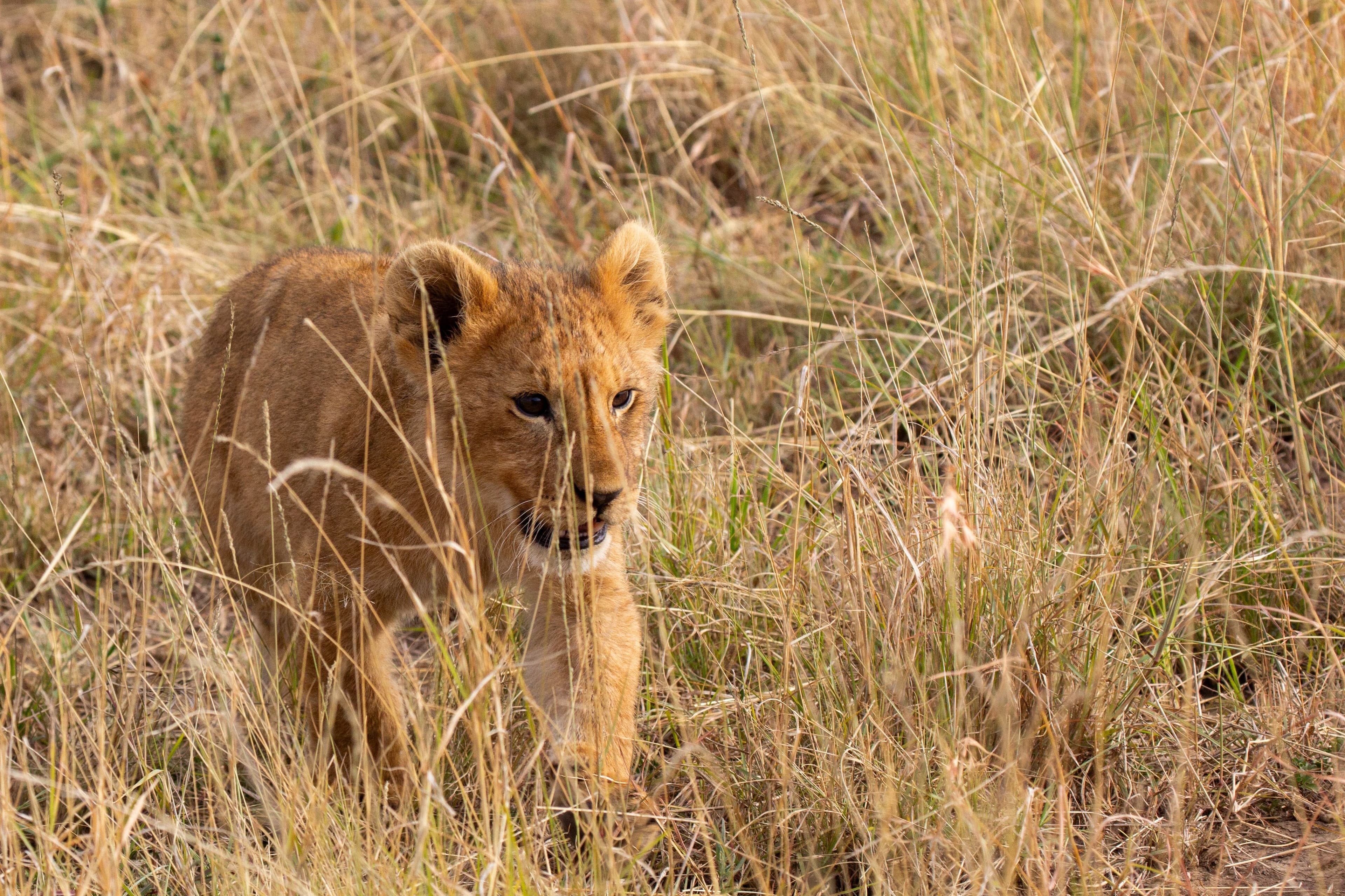 Launching Landmark Natural History Series LION for National Geographic and Disney+